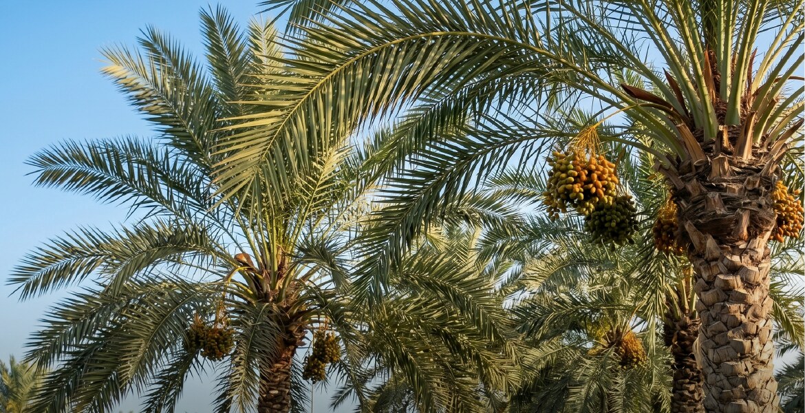 الخبر